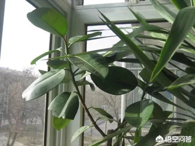 怎么养殖橡皮树？