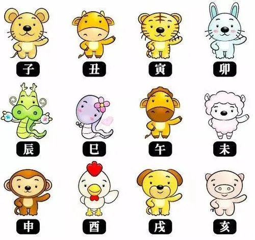 猪和什么属相最配