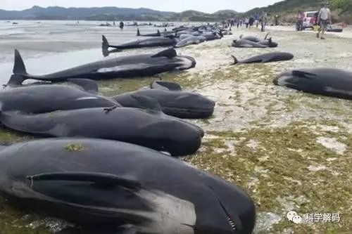 新西兰近百头鲸集体搁浅海滩死亡,鲸鱼为什么会集体搁浅?