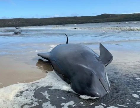又有240头领航鲸在新西兰海岛搁浅死亡,领航鲸的搁浅原因有哪些?