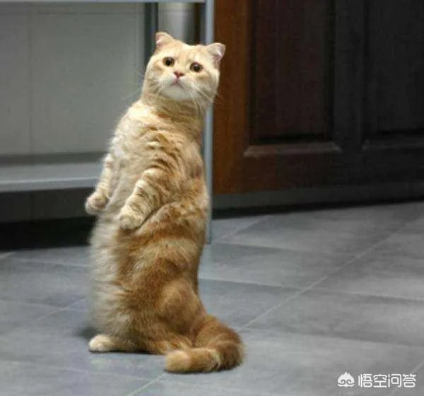 猫为什么可以站着？