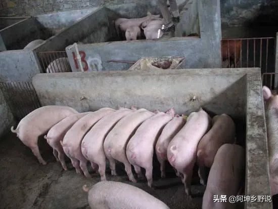 7月14日,10个省份的生猪价格突破了10元/斤的行情,这个行情能持续多久?