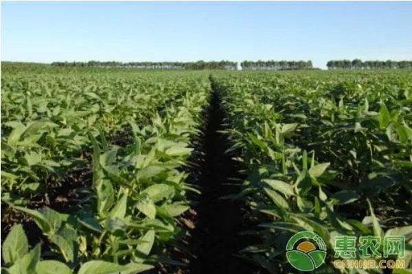 黑土豆有什么生长特性？如何进行种植管理？