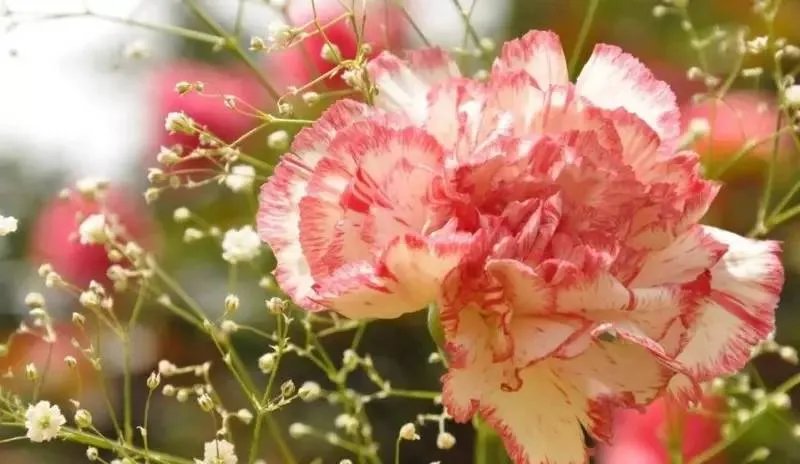 三八妇女节来啦~