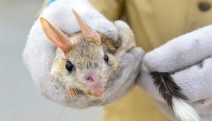 作为世界上跳得最高的老鼠，长耳跳鼠有什么种群现状？