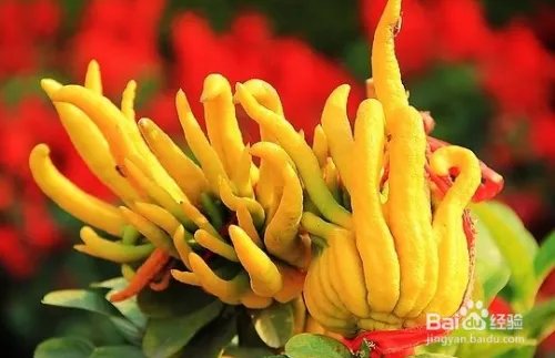 佛手花的功效和作用