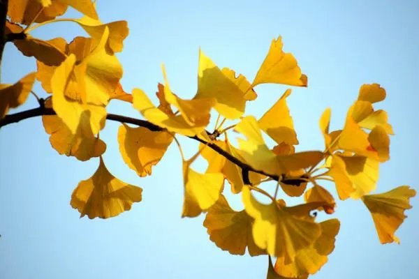 银杏怎么种？可以用银杏果种出来吗？