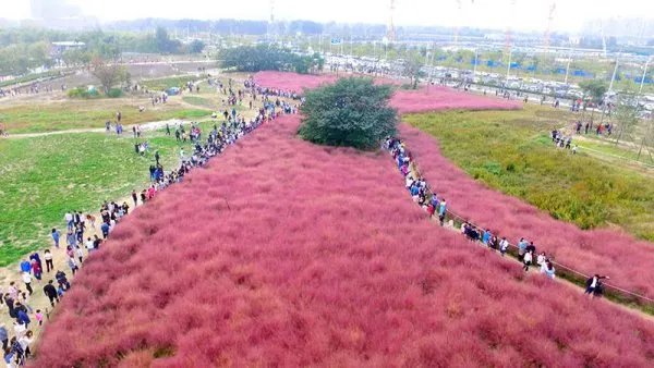 你怎么看待游客跳进网红粉黛花海拍照导致花草倒伏呢?