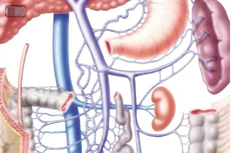 肾上腺素红百度百科