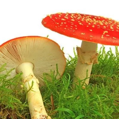 灵芝的功效都有什么呢