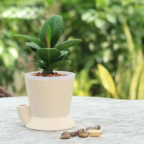 怎么养殖橡皮树？