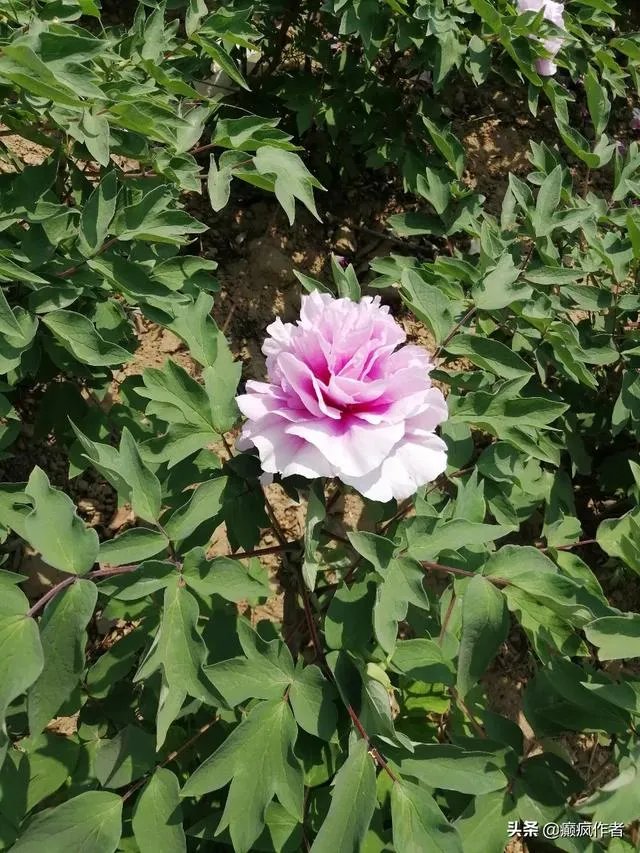 菏泽牡丹很有名么?