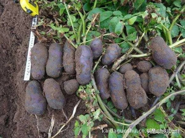 黑土豆有什么生长特性？如何进行种植管理？