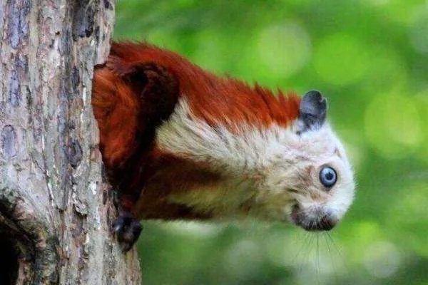 寒号鸟是种什么动物