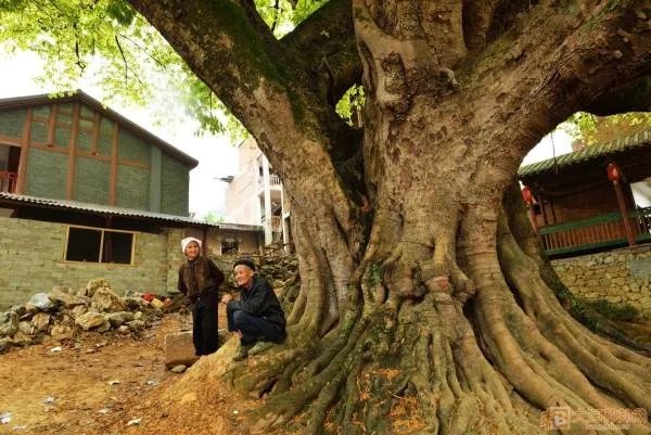 广东1100岁的古榕树倒塌，相关部门该如何处理这件事情呢？