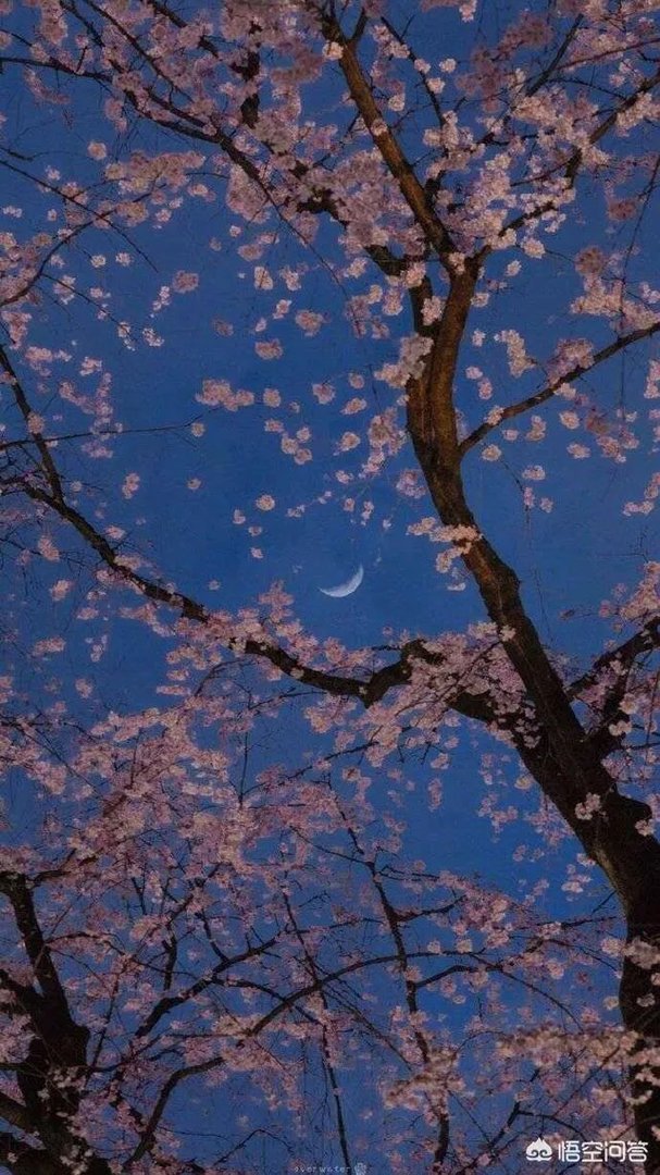 有人说，笨女人最可爱，你想象她有多笨她就会多笨，怎么理解？