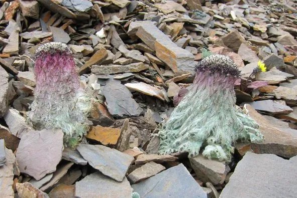 《极限挑战》嘉宾摘了什么国家二级保护植物？