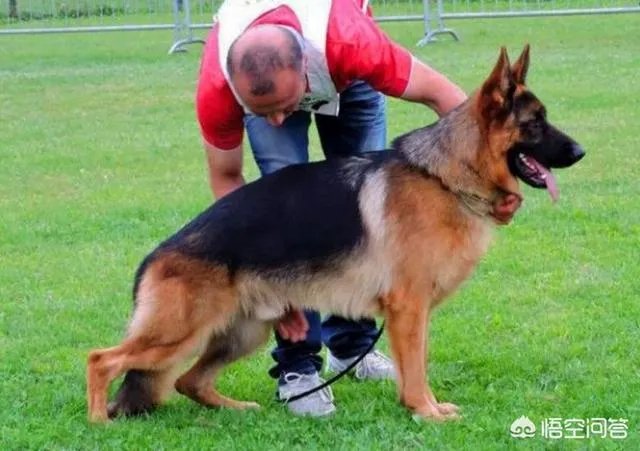 如何评价弓背德国牧羊犬?