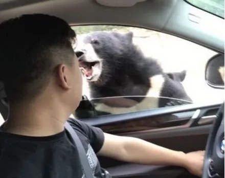 游客是如何回忆开窗投食被黑熊咬的？