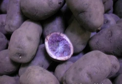 黑土豆有什么生长特性？如何进行种植管理？