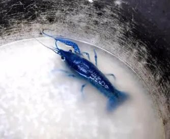 江苏现蓝色小龙虾是怎么回事？
