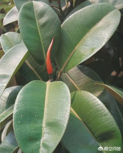 怎么养殖橡皮树？