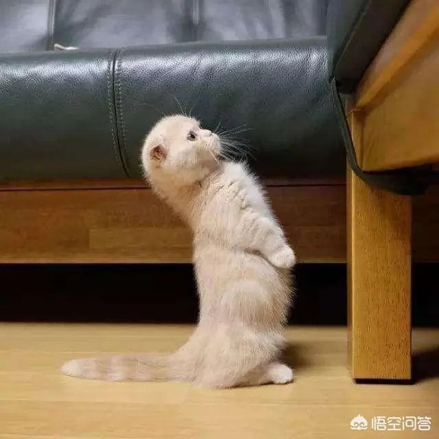猫为什么可以站着？
