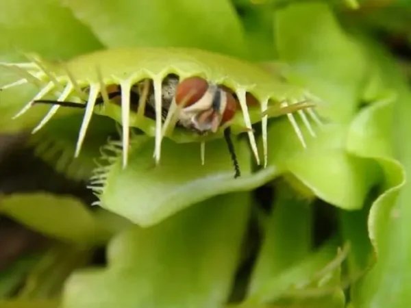 重庆发现吃虫植物,这种植物在家里能养吗?