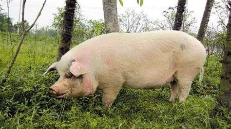 猪坚强12岁来自哪一个博物馆？