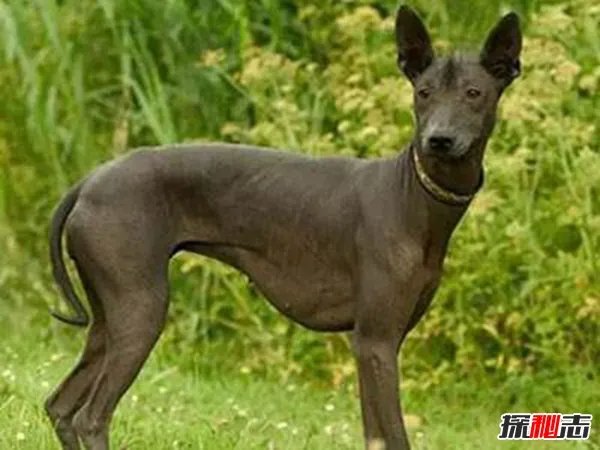 涓栫晫鍗佸ぇ鏈€涓戠殑鐙� 绗笁鏉ヨ嚜涓浗澶╃敓閫犲瀷鏉€椹壒