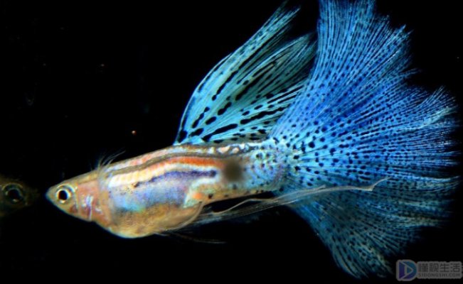 孔雀鱼的公母怎么分