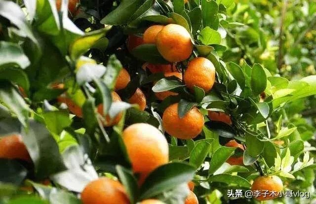 怎么样在网上卖沙糖桔，卖得多又卖得快？