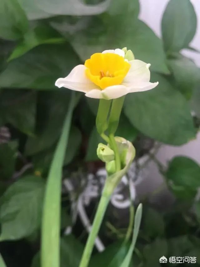 新婚夫妻过年回家，只有七天假期，应该只回一家，还是两家都回，还是各回各家？