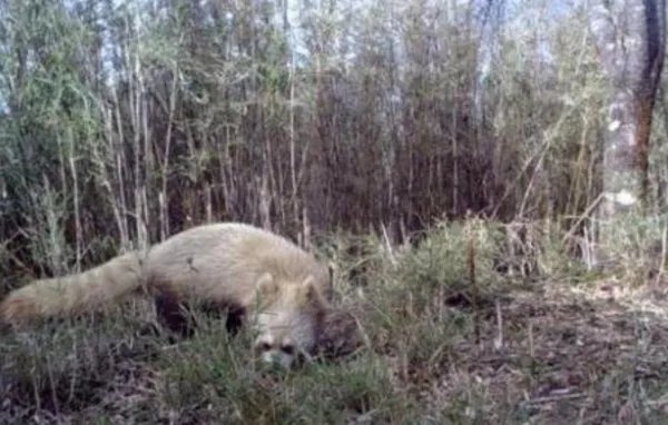 四川发现褪色小熊猫，小熊猫为何会褪色？