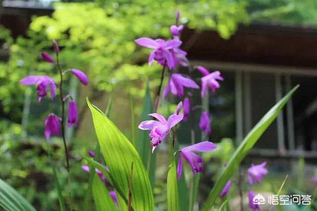 白芨种植前景如何?