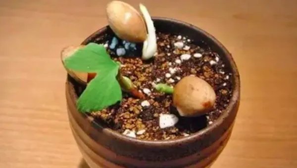 银杏怎么种？可以用银杏果种出来吗？