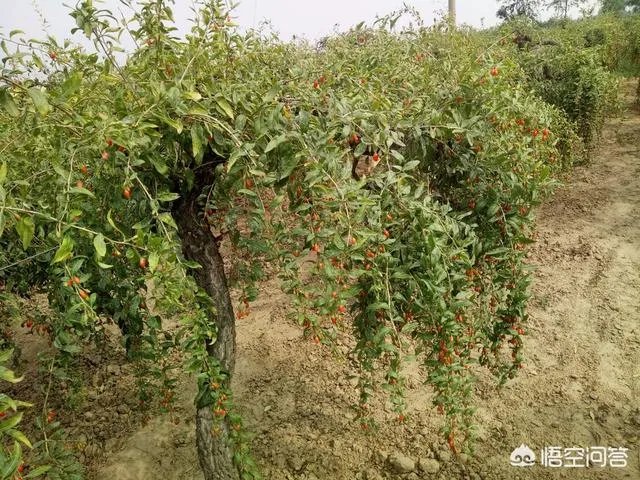 什么叫地骨皮？