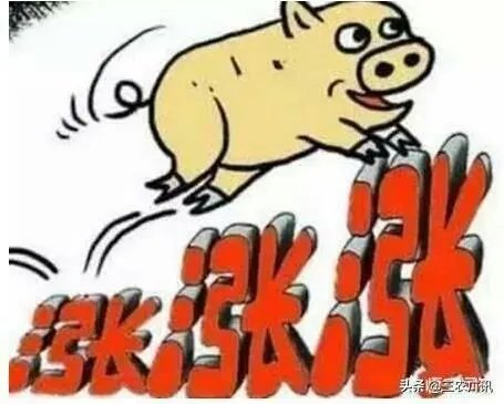 7月14日,10个省份的生猪价格突破了10元/斤的行情,这个行情能持续多久?