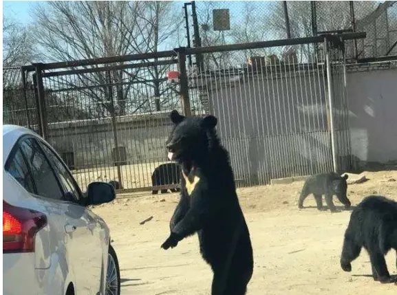 游客是如何回忆开窗投食被黑熊咬的？