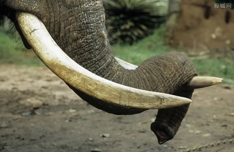 泰国八成象园倒闭 入境游客锐减致八成