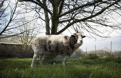 世界上最贵的羊332万元成交，这只羊为何这么贵？