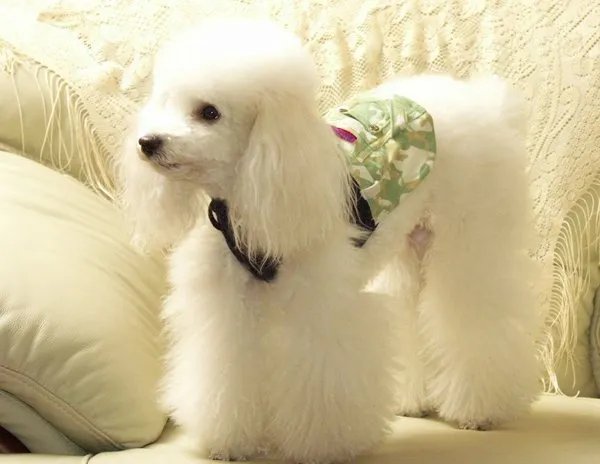 打死金毛犬被刑拘，是依据什么样的法律法规？