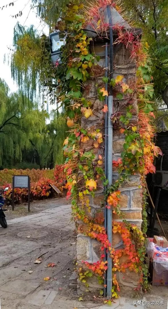 爬山虎巴在墙上如何摄影好看顺眼？