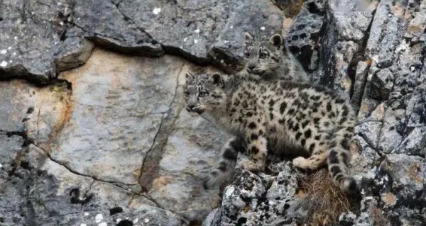 青海海东发现雪豹的踪迹，雪豹是从哪里来的呢？