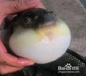 河豚品种图片大全?