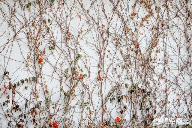 爬山虎巴在墙上如何摄影好看顺眼？