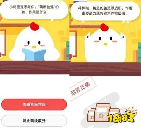 “藕断丝连”的丝作用是什么?传输营养物质还是防止藕块散开