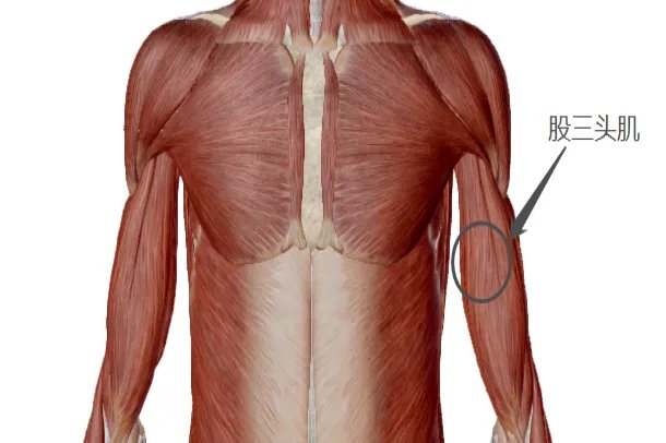 股三头肌的位置图