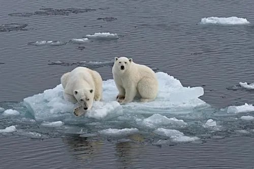 为什么说一半的北极海冰不是因为全球变暖而融化的？