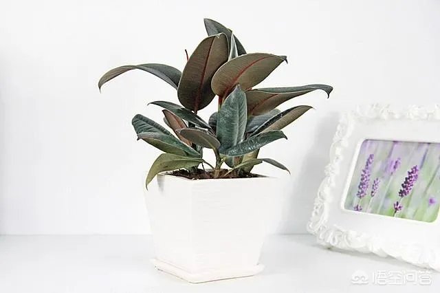 怎么养殖橡皮树？